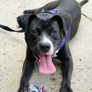 Cindy Lu *Adopt or Foster*