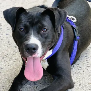 Cindy Lu *Adopt or Foster*