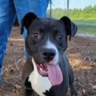 Cindy Lu *Adopt or Foster*