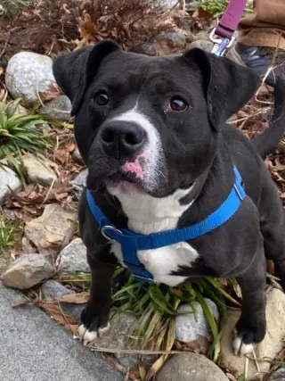 Cindy Lu *Adopt or Foster*