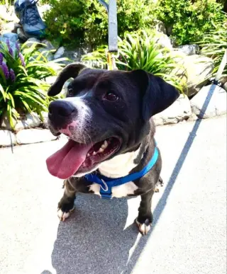 Cindy Lu *Adopt or Foster*