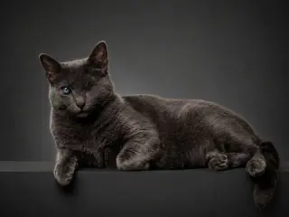 Silver (FELV+ Foster Kitty)