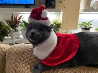 Silver (FELV+ Foster Kitty)