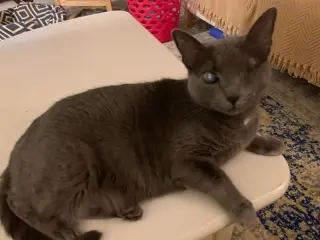 Silver (FELV+ Foster Kitty)
