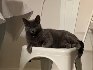 Silver (FELV+ Foster Kitty)