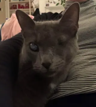 Silver (FELV+ Foster Kitty)