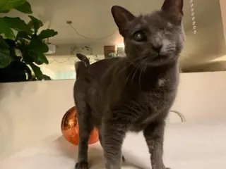 Silver (FELV+ Foster Kitty)