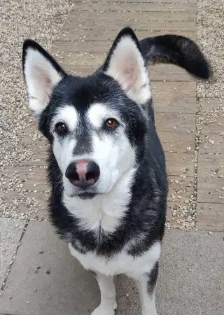 Roxie