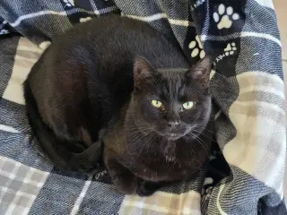 Felix