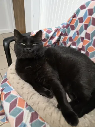 Felix