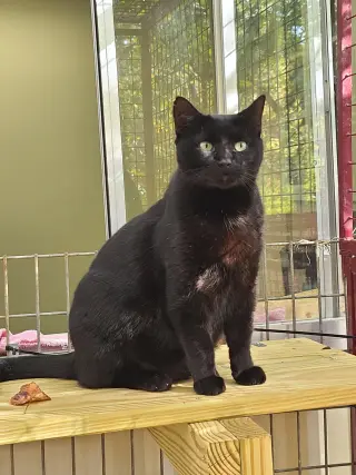 Felix
