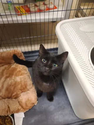 Felix