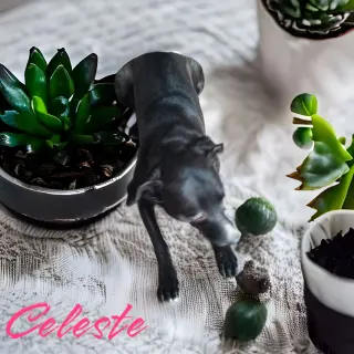 Celeste