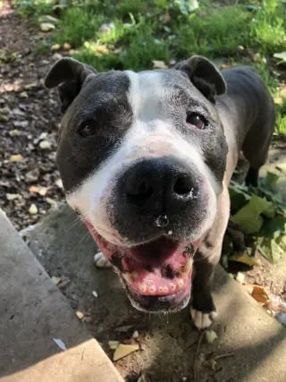 Rocky *foster needed*