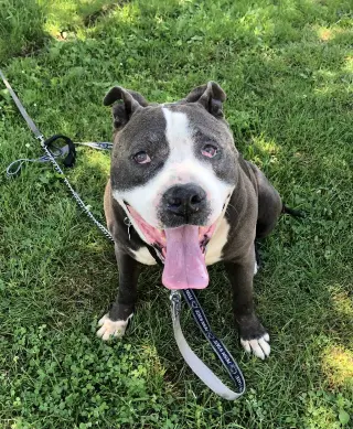 Rocky *foster needed*
