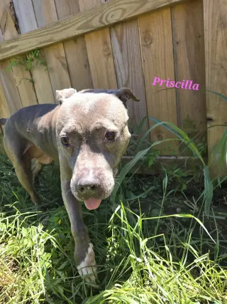 Priscilla