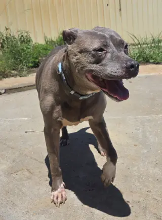 Priscilla