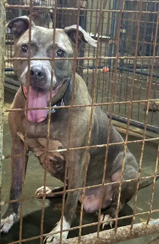 Priscilla