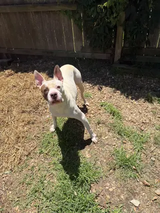 Jitterbug