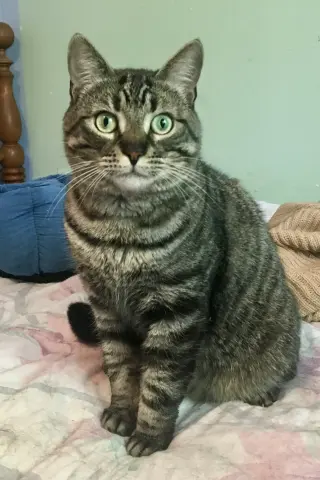 Piper