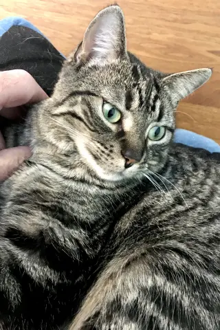 Piper