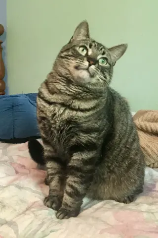 Piper