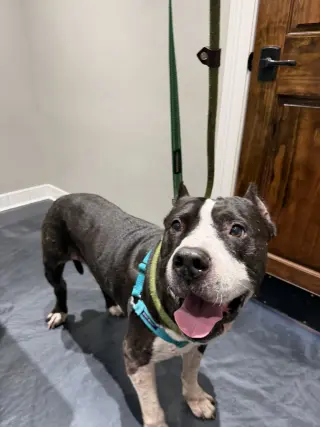Sampson