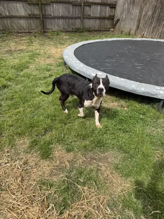 Sampson
