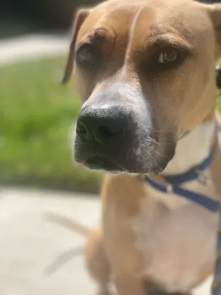 Ginger