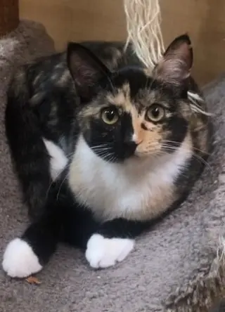 CARMILLA