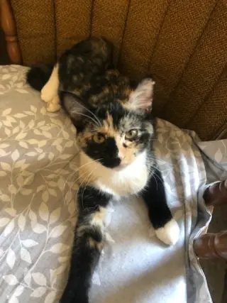 CARMILLA