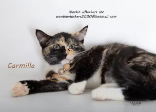 CARMILLA