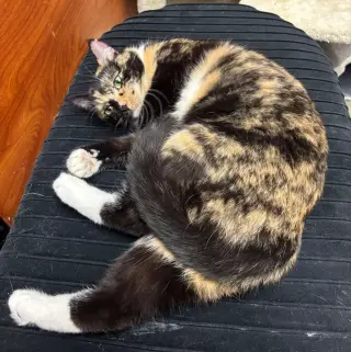 CARMILLA