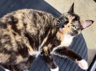 CARMILLA