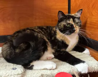 CARMILLA