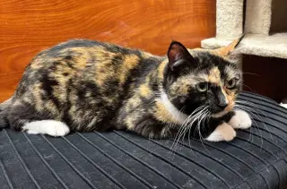 CARMILLA