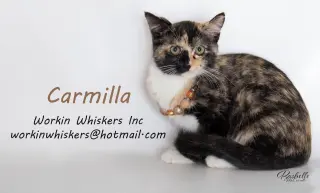 CARMILLA