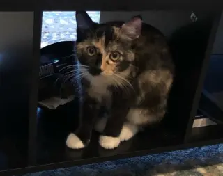 CARMILLA