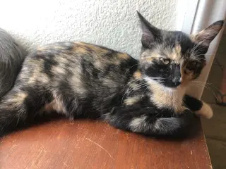 CARMILLA