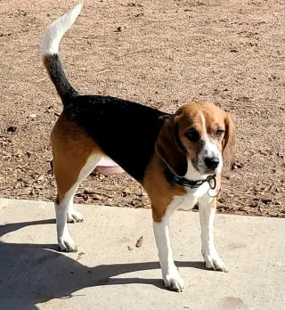 Tika