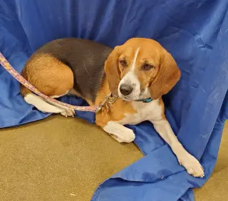 Tika