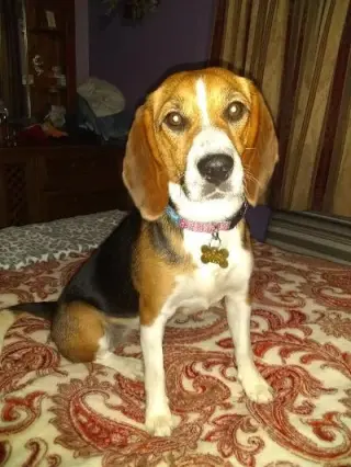 Tika