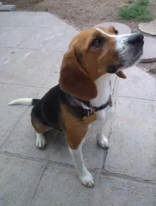 Tika