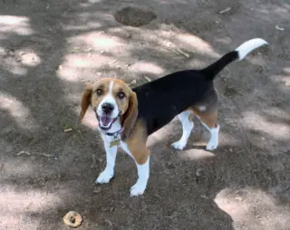 Tika