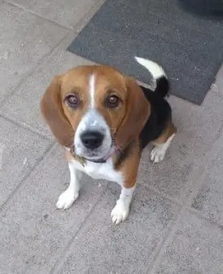 Tika