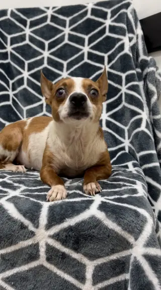 Pina