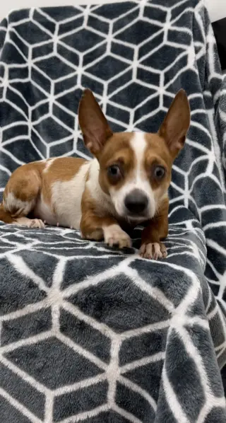 Pina