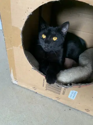 Tempest