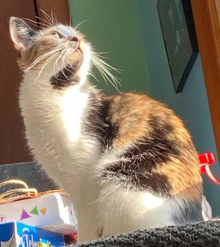 Mila
