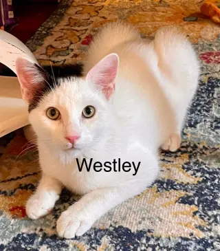 Westley